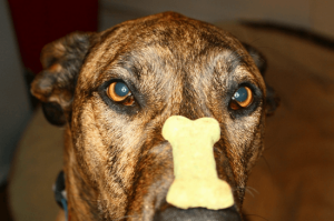Dog_patiently_waiting_for_the_cookie_on_his_nose_small